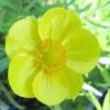 Sumpfhahnenfuß - Zungenhahnenfuß, Gelb / Ranunculus Lingua Im 9x9 Cm Topf -Wfw Wasserflora 1010Wo 1