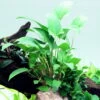 Dreieckiges Speerblatt / Anubias Gracilis -Wfw Wasserflora 101D T 1 1