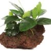 Kleiner Lavastein Mit Zwergspeerblatt / Anubias Nana Auf Lavastein - Gr. S -Wfw Wasserflora 101YLS T 1 4