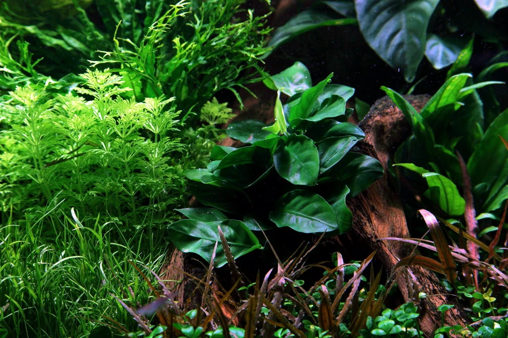 Kleiner Lavastein mit Zwergspeerblatt / Anubias nana auf Lavastein - Gr. S Kleiner Lavastein Mit Zwergspeerblatt / Anubias Nana Auf Lavastein - Gr. S -Wfw Wasserflora 101YLS T 1 6