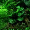 Wurzel+Saugnapf Mit Zwergspeerblatt / Anubias Nana Auf Wurzel+Sauger 1 Wurzel+Saugnapf Mit Zwergspeerblatt / Anubias Nana Auf Wurzel+Sauger -Wfw Wasserflora 101ZWS T 1 4