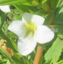 Gottesgnadenkraut / Gratiola Officinalis Im 9x9 Cm Topf