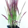 Japanisches Blutgras "Red Baron" / Imperata Cylindrica "Red Baron" Im 9 Cm Topf -Wfw Wasserflora 10320Mo 1 1