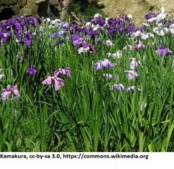 Japanische Sumpf-Schwertlilie / Iris Ensata Im 9x9 Cm Topf