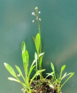 Grasblättriges Pfeilkraut, Weiß / Sagittaria Graminea Im 9x9 Cm Topf