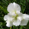Schneekönigin Sumpfschwertlilie / Iris Sibirica Snowqueen Im 9x9 Cm Topf -Wfw Wasserflora 1044AA 1 1