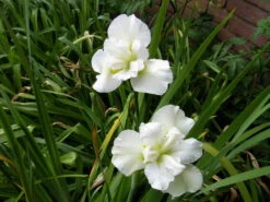 Schneekönigin Sumpfschwertlilie / Iris Sibirica Snowqueen Im 9x9 Cm Topf -Wfw Wasserflora 1044AA 1 2