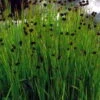 Zwergbinse - Kleine Binse / Juncus Ensifolius Im 9x9 Cm Topf -Wfw Wasserflora 1047AA 1