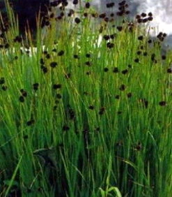 Zwergbinse - Kleine Binse / Juncus Ensifolius Im 9x9 Cm Topf