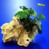 Lochstein Gr. S Mit Speerblatt / Anubias Nana Auf Künstlichem Mondstein -Wfw Wasserflora 104835 3wf 1 2