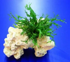 Lochstein Gr. M Mit Windelov Javafarn / Microsorum Windelov Auf Künstlichem Mondstein -Wfw Wasserflora 104842 1wf 1 4