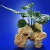 Lochstein Gr. M Mit Großer Anubias / Anubias Barteri Auf Künstlichem Mondstein -Wfw Wasserflora 104842 6wf 1 2