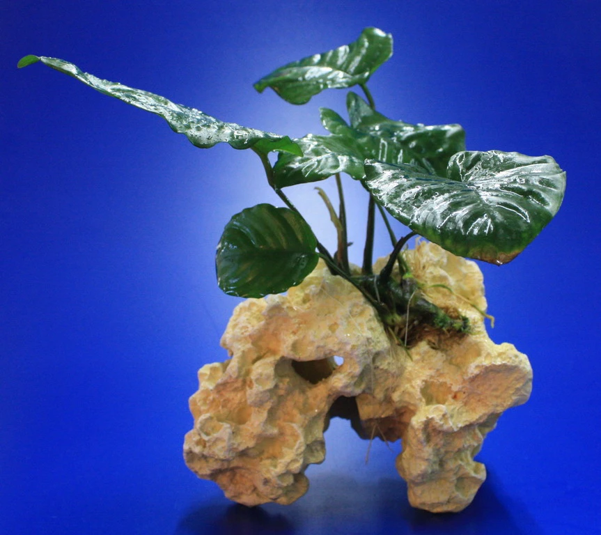 Lochstein Gr. M mit Großer Anubias / Anubias barteri auf künstlichem Mondstein Lochstein Gr. M Mit Großer Anubias / Anubias Barteri Auf Künstlichem Mondstein -Wfw Wasserflora 104842 6wf 1 2