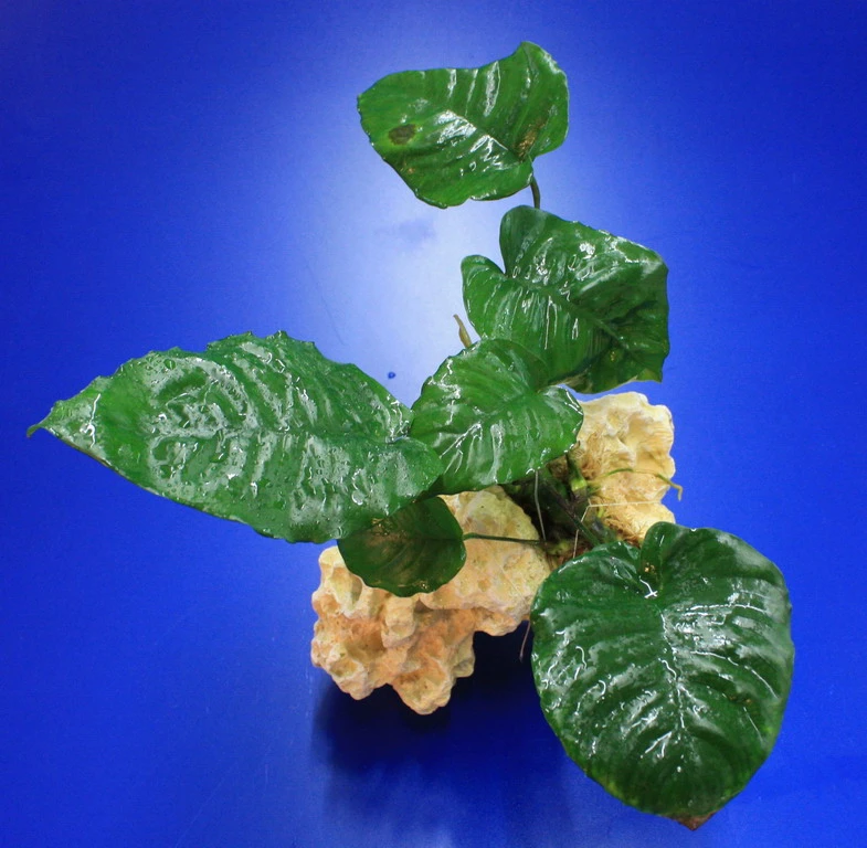 Lochstein Gr. M mit Großer Anubias / Anubias barteri auf künstlichem Mondstein Lochstein Gr. M Mit Großer Anubias / Anubias Barteri Auf Künstlichem Mondstein -Wfw Wasserflora 104842 6wf 1 4