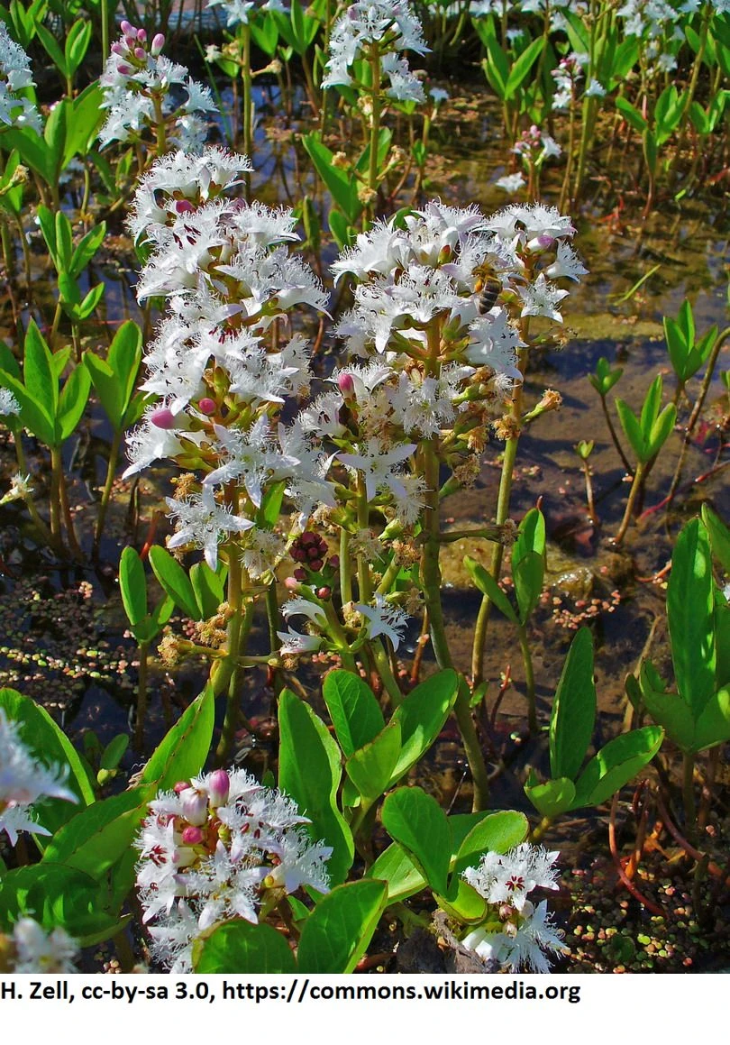 Fieberklee oder Bitterklee / Menyanthes Trifiolata - Trifoliata im 9x9 cm Topf Fieberklee Oder Bitterklee / Menyanthes Trifiolata - Trifoliata Im 9x9 Cm Topf -Wfw Wasserflora 1069AA 1 1