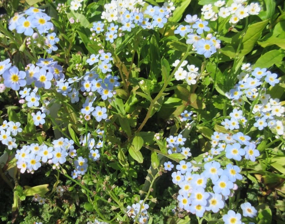 Sumpfvergißmeinnicht / Myosotis Palustris im 9x9 cm Topf Sumpfvergißmeinnicht / Myosotis Palustris Im 9x9 Cm Topf -Wfw Wasserflora 1074AA 1 1