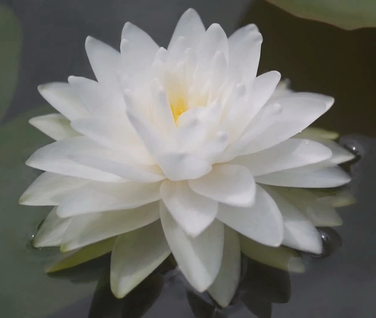 Gefüllte weiße Seerose / Nymphaea "Perry's Double White" *Rarität* Gefüllte Weiße Seerose / Nymphaea "Perry's Double White" *Rarität* -Wfw Wasserflora 1074wf 1 2