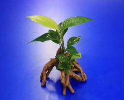 Verschiedenblättriges Speerblatt-Mangrovenwurzel Mit Höhle / Mangrovenbaum Mit Anubias Heterophylla -Wfw Wasserflora 107638 4wf 1 2