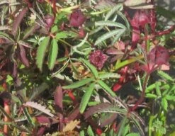 Sumpf-Blutauge, Fingerkraut / Potentilla Palustris Im 9x9 Cm Topf -Wfw Wasserflora 1085AA 1 2