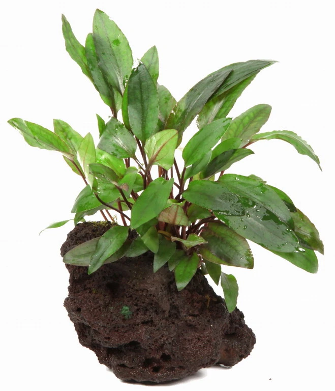 Lavastein mit Petchs Wasserkelch / Cryptocoryne ''petchii'' auf Lavastein Lavastein Mit Petchs Wasserkelch / Cryptocoryne ''petchii'' Auf Lavastein -Wfw Wasserflora 108aYLS T 1 2