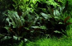 Lavastein Mit Petchs Wasserkelch / Cryptocoryne ''petchii'' Auf Lavastein 3 Lavastein Mit Petchs Wasserkelch / Cryptocoryne ''petchii'' Auf Lavastein -Wfw Wasserflora 108aYLS T 1 4