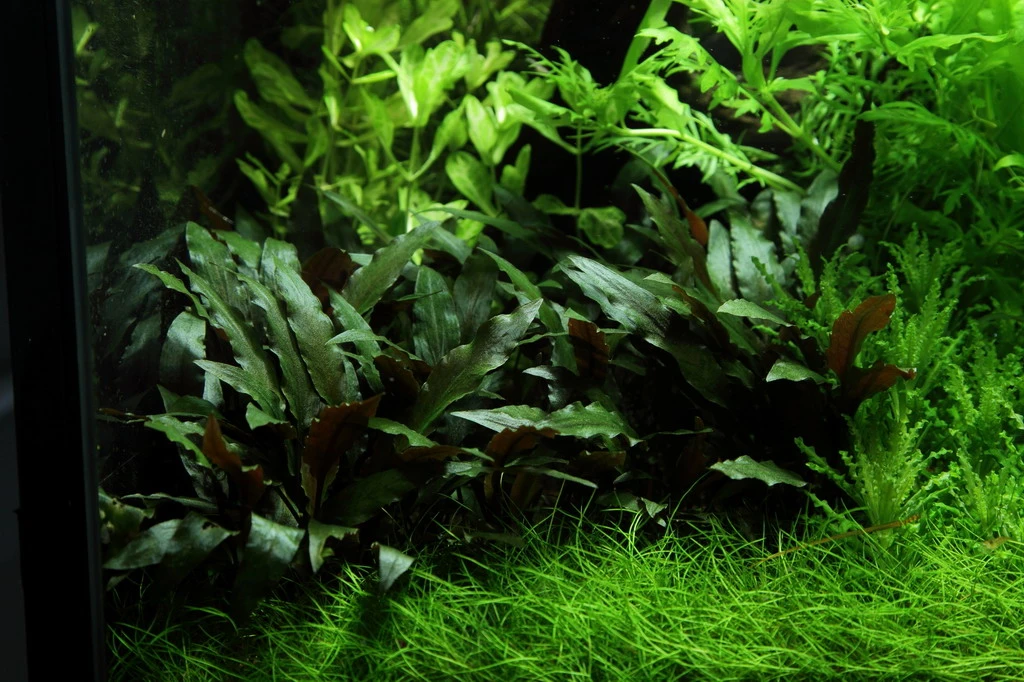 Lavastein mit Petchs Wasserkelch / Cryptocoryne ''petchii'' auf Lavastein Lavastein Mit Petchs Wasserkelch / Cryptocoryne ''petchii'' Auf Lavastein -Wfw Wasserflora 108aYLS T 1 6