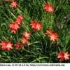 Rote Sumpfgladiole / Schizostyles Coccinea 'Major' Im 9x9 Cm Topf -Wfw Wasserflora 1095AA 1 1