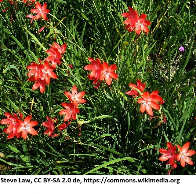 Rote Sumpfgladiole / Schizostyles coccinea 'Major' im 9x9 cm Topf Rote Sumpfgladiole / Schizostyles Coccinea 'Major' Im 9x9 Cm Topf -Wfw Wasserflora 1095AA 1 1