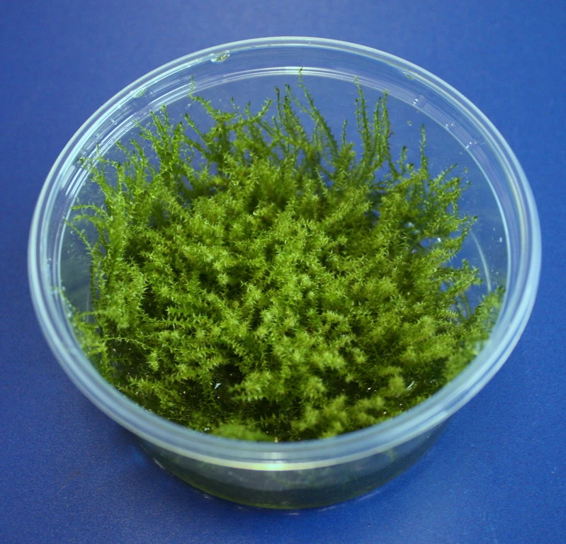 XL In-Vitro Sternmoos - Star moss / Hyophila involuta - Tortula ruralis im großem 8 cm Moos Cup XL In-Vitro Sternmoos - Star Moss / Hyophila Involuta - Tortula Ruralis Im Großem 8 Cm Moos Cup -Wfw Wasserflora 1095OK 1 2
