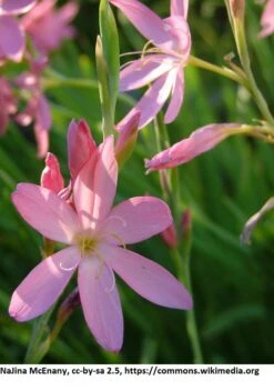 Rosa Sumpfgladiole / Schizostylis Coccinea 'Mrs Hegarty' Im 9x9 Cm Topf