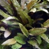 MUTTERPFLANZE Cryptocoryne Wendtii TROPICA -Wfw Wasserflora 109eXL T 1 1