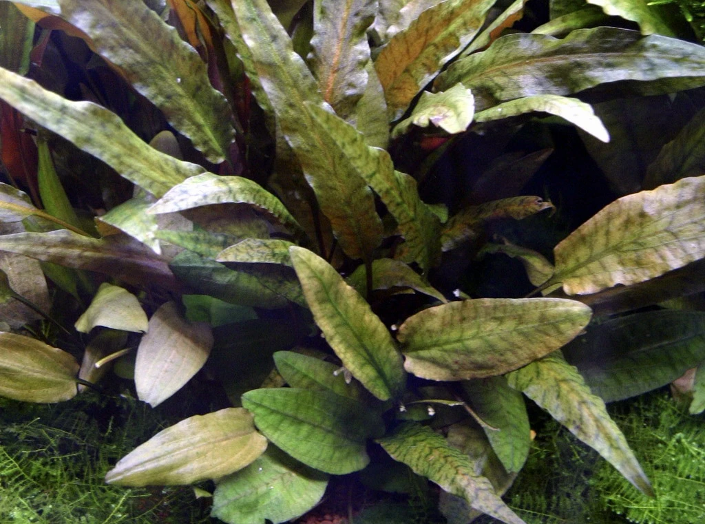 MUTTERPFLANZE Cryptocoryne wendtii TROPICA MUTTERPFLANZE Cryptocoryne Wendtii TROPICA -Wfw Wasserflora 109eXL T 1 1