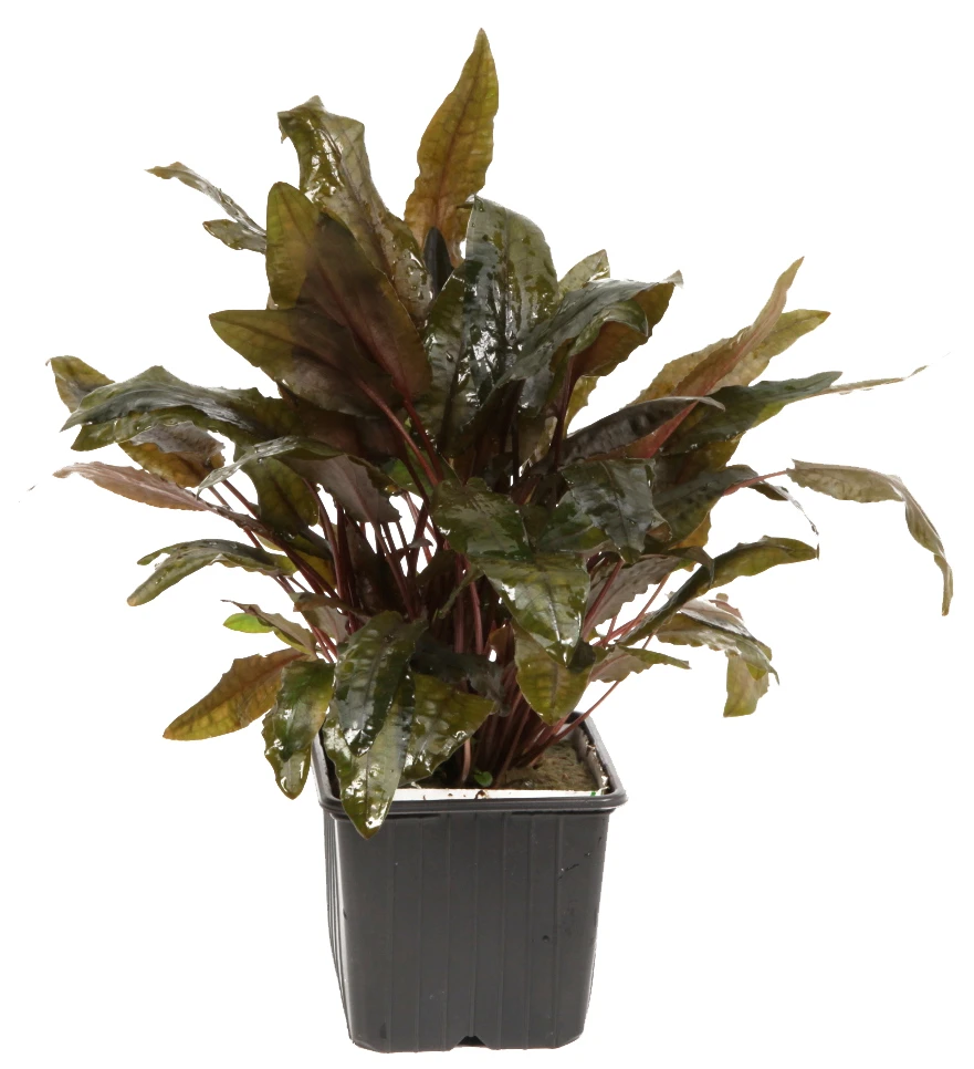 MUTTERPFLANZE Cryptocoryne wendtii TROPICA MUTTERPFLANZE Cryptocoryne Wendtii TROPICA -Wfw Wasserflora 109eXL T 1 4