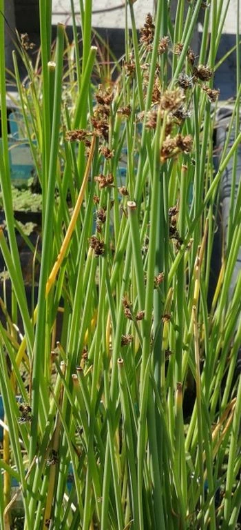 Weiß-gestreifte- Seesimse / Scirpus lacustris 'Albescens' (Schoenoplectus) im 9x9 cm Topf Weiß-gestreifte- Seesimse / Scirpus Lacustris 'Albescens' (Schoenoplectus) Im 9x9 Cm Topf -Wfw Wasserflora 1100Wo 1 1