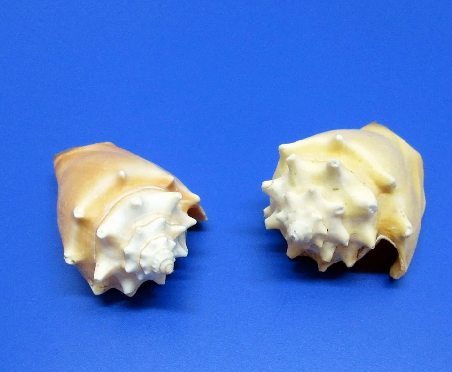 Walzenschnecke - Schneckenhaus - ca. 6-8 cm - Unikat Walzenschnecke - Schneckenhaus - Ca. 6-8 Cm - Unikat -Wfw Wasserflora 11039WF 1 1