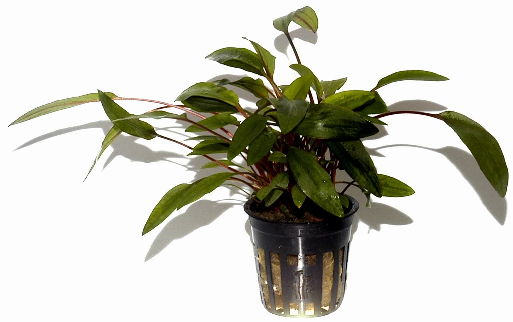 Breitblättriger Wasserkelch / Cryptocoryne undulata 'Broad Leaves' Breitblättriger Wasserkelch / Cryptocoryne Undulata 'Broad Leaves' -Wfw Wasserflora 110A T 1 2