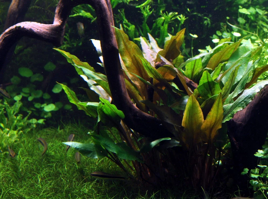 Breitblättriger Wasserkelch / Cryptocoryne undulata 'Broad Leaves' Breitblättriger Wasserkelch / Cryptocoryne Undulata 'Broad Leaves' -Wfw Wasserflora 110A T 1 4