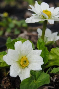 Kaschmir-Dotterblume / Caltha Palustris Var. Alba Im 9x9 Cm Topf