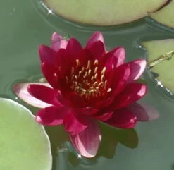 Kirschrote Zwergseerose / Nymphaea "Perry's Baby Red" *Rarität*