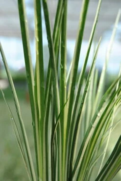 Kleiner Gelbgestreifter Kalmus / Acorus Gramineus Im 9x9 Cm Topf