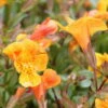 Kupfer-Gauklerblume (Orange) / Mimulus 'Orange Glow' Im 9x9 Cm Topf -Wfw Wasserflora 11200Wo 1 2