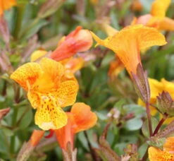Kupfer-Gauklerblume (Orange) / Mimulus 'Orange Glow' Im 9x9 Cm Topf
