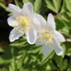 Buschwindröschen / Anemone Nemorosa Im 9x9 Cm Topf -Wfw Wasserflora 11201Wo 1