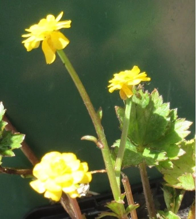 Gefüllter, scharfer Hahnenfuß / Ranunculus acris 'Multiplex' im 9x9 cm Topf Gefüllter, Scharfer Hahnenfuß / Ranunculus Acris 'Multiplex' Im 9x9 Cm Topf -Wfw Wasserflora 11203Wo 1 1