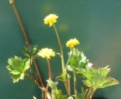 Gefüllter, Scharfer Hahnenfuß / Ranunculus Acris 'Multiplex' Im 9x9 Cm Topf 3 Gefüllter, Scharfer Hahnenfuß / Ranunculus Acris 'Multiplex' Im 9x9 Cm Topf -Wfw Wasserflora 11203Wo 1 2