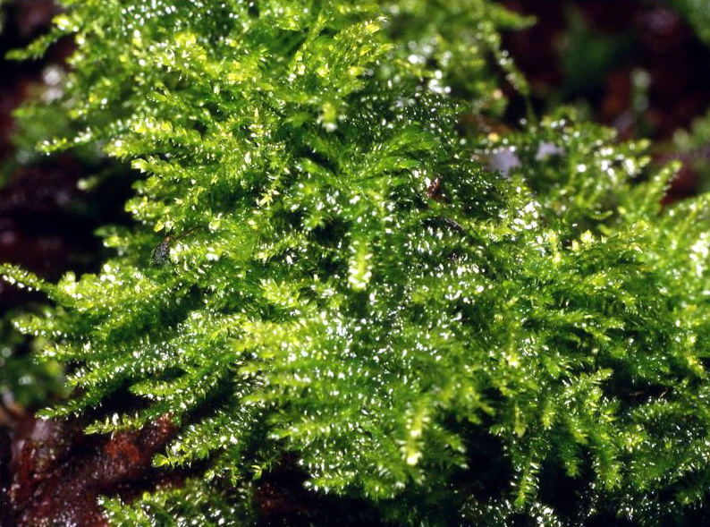 Christmas Moss als Matte 80 x 50 mm / Vesicularia montagnei "Christmas Moss", Moos Christmas Moss Als Matte 80 X 50 Mm / Vesicularia Montagnei "Christmas Moss", Moos -Wfw Wasserflora 11275ST 1 1