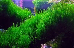 Flammenmoos Als Matte Ca. 80 X 50 Mm / Taxiphyllum Spec. Flame, Moos -Wfw Wasserflora 11276ST 1 3