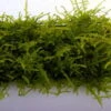 Trauermoos Als Matte 80 X 50 Mm / Vesicularia Ferriei Weeping Moss, Moos 2 Trauermoos Als Matte 80 X 50 Mm / Vesicularia Ferriei Weeping Moss, Moos -Wfw Wasserflora 11277ST 1 1