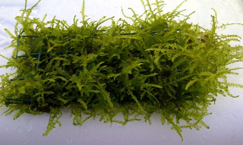 Trauermoos als Matte 80 x 50 mm / Vesicularia ferriei Weeping Moss, Moos Trauermoos Als Matte 80 X 50 Mm / Vesicularia Ferriei Weeping Moss, Moos -Wfw Wasserflora 11277ST 1 1
