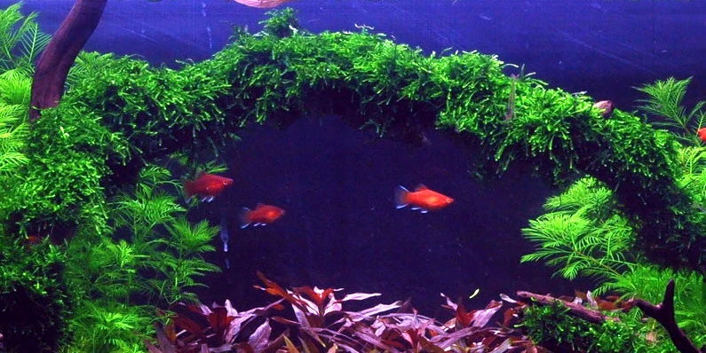 Trauermoos als Matte 80 x 50 mm / Vesicularia ferriei Weeping Moss, Moos Trauermoos Als Matte 80 X 50 Mm / Vesicularia Ferriei Weeping Moss, Moos -Wfw Wasserflora 11277ST 1 2